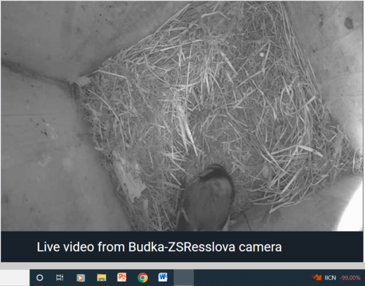 Budka opět ožila.png