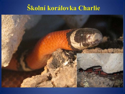 Zahájení školního roku 2021_Stránka_020.jpg